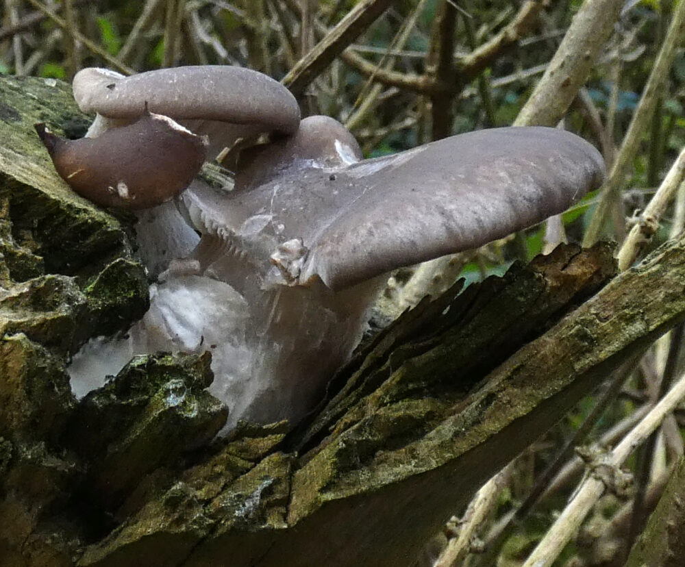 Oyster Mushroom, Rodley Nature Reserve, 9th November 2021