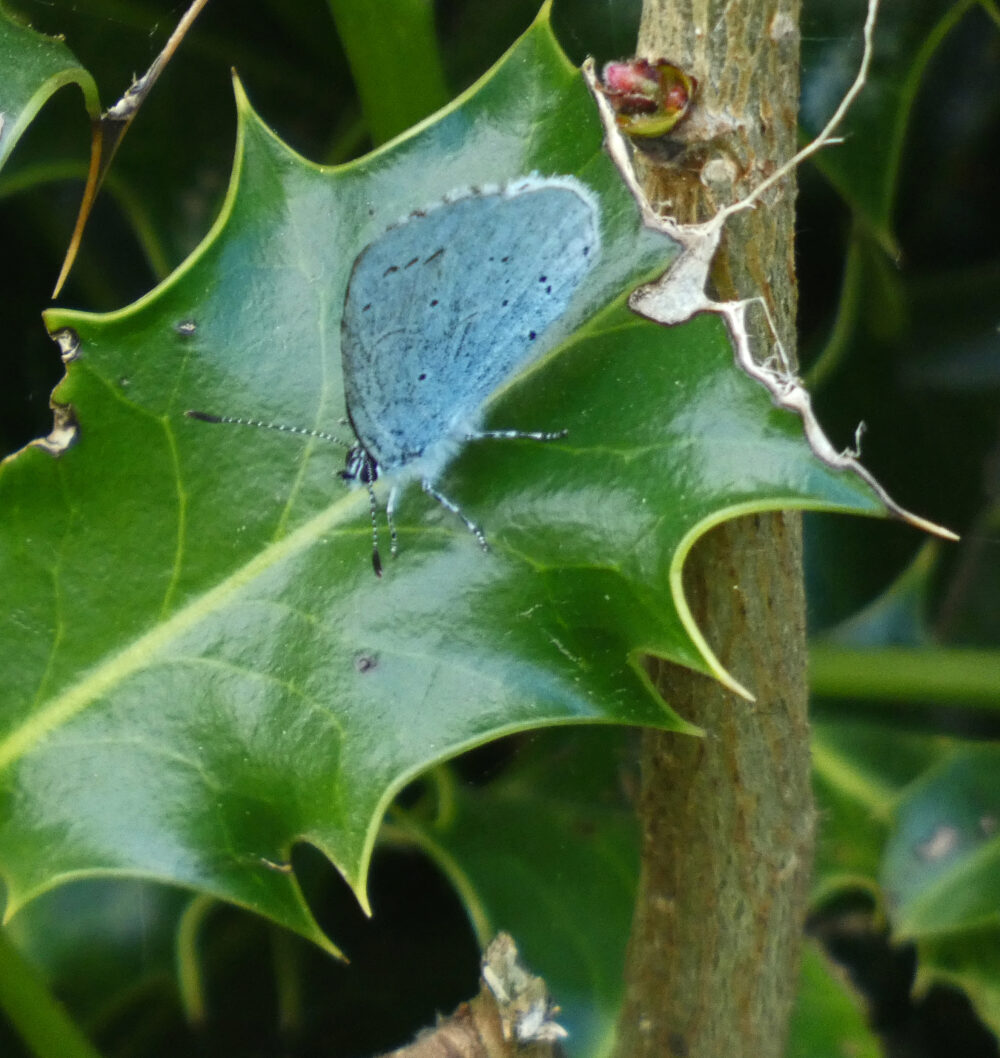 Holly Blue, Rougemont Carr, 1oth May 2022