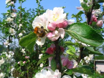 bee on Keswick Codling Blossom: Bees are essential for the pollination of the fruit, so we manage the orchard to attract them.