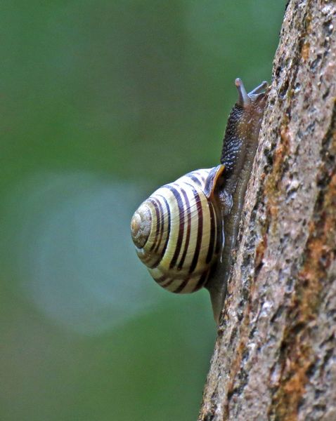Lovely Weather For Snails