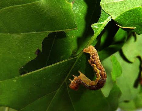 Mottled Umber Caterpillar