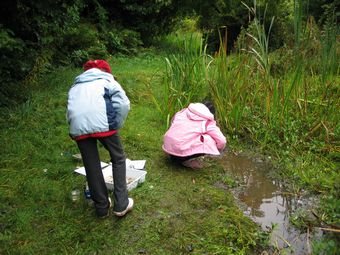 Pond dipping at the nature reserve