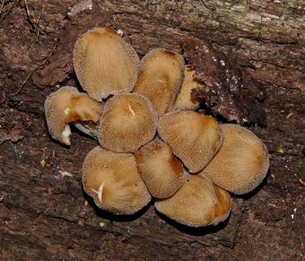 Stump Puffball Fungi