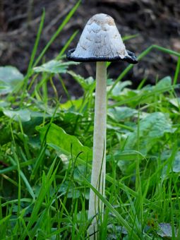 Shaggy Inkcap (was about a foot tall!)