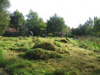 Hay making in an urban environment