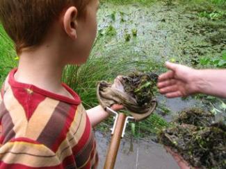 Pond dipping at Bees Urban nature reserve