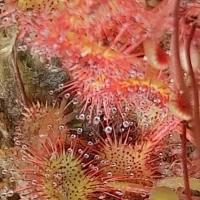 Sundew Leaves and Glands, Malham, 12th July 2022