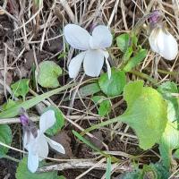 White Sweet Violet, Nosterfield, 7th March 2023