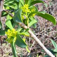 Spurge Laurel, Nosterfield, 7th March 2023