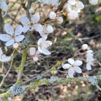 Cherry Plum Blossom, Nosterfield, 7th March 2023