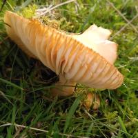Meadow Waxcap, Stainforth, 17 Oct 23