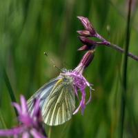 Green-veined White, Trench Meadows, 7th June 2022