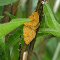 Yellow Shell, Trench Meadows, 7th June 2022