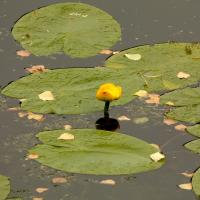 Yellow Water Lily, Ben Rhydding, 2nd August 2022