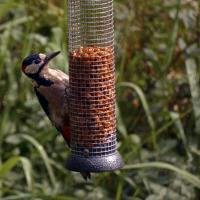 Great Spotted Woodpecker, Golden Acre Park, 16th August 2022