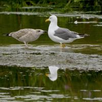 Juvenile and Adult Lesser Black-backed Gulls, Rodley Nature Reserve, 6th September 2022