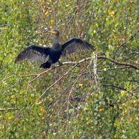 Cormorant Doing An Angel Of The North Impression, Rodley Nature Reserve, 6th Septmeber 2022