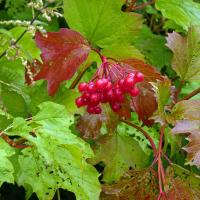 Guelder Rose Berries, Rodley Nature Reserve, 6th September 2022