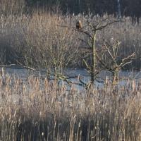 Marsh Harrier In A Tree, Potteric Carr, 17th January 2023