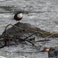Dipper On The River Aire, Saltaire Canal and River, 7th February 2023