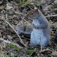 A Tame Squirrel In Saltaire, Saltaire Canal and River, 7th February 2023