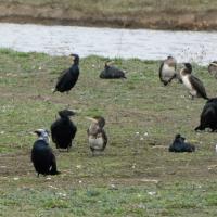 A Group Of Cormorants, Old Moor, 21st February 2023
