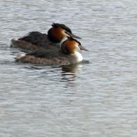 Great Crested Grebe, Old Moor, 21st February 2023