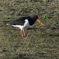 Oystercatcher, Old Moor, 21st February 2023