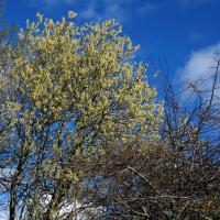 Willow Catkins, Nosterfield, 7th March 2023