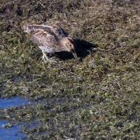 Snipe, Nosterfield, 7th March 2023