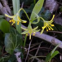 Yellow Star-0f-bethlehem (West Tanfield), Nosterfield, 7th March 2023