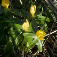 Aconites, (West Tanfield), Nosterfield, 7th March 2023