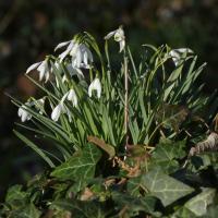 Snowdrops, Nosterfield, 7th march 2023