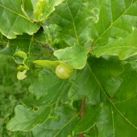 Oak Gall, Trench Meadows, 8th June 2022