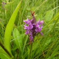 Early Marsh Orchid (possibly a hybrid), Malham, 12th July 2022