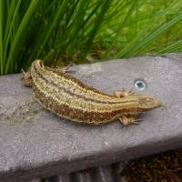 Common Lizard (pregnant female), Malham, 12th July 2022