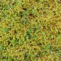 Springy Turf-moss, Rhytididelphus squarrosus, Giggleswick, 19.3.24