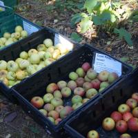 a row of five crates of different apple varieties for sale 