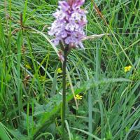 Common Spotted Orchid, 20th July, Fewston
