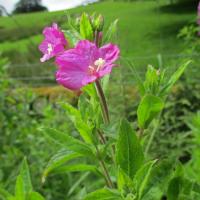 Great Willow Herb, 20th July, Fewston