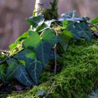 Ivy and Moss Covered Branch