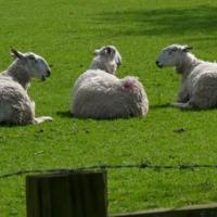 Sheep Trio