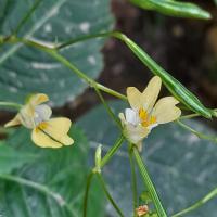 Small Balsam, Golden Acre Park, 16th August 2022