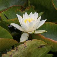 Water Lily, Rodley Nature Reserve, 6th September 2022